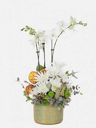 Pranta Luxury Orkide