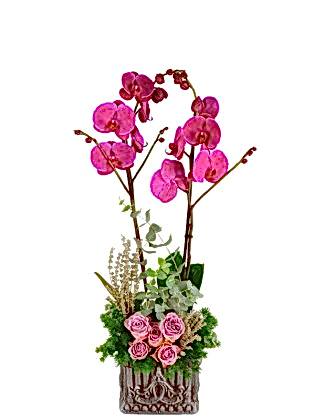 Çift Dal Mor Orkide Güller