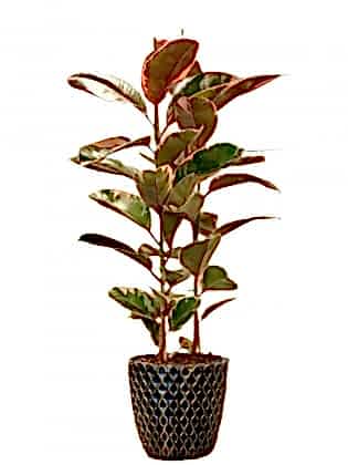 Dante Saksıda Kauçuk 2'li (Alaca Yapraklı, Fidanova) 85 cm