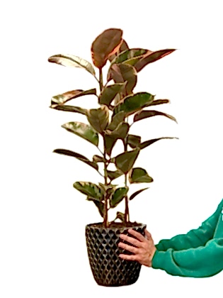 Dante Saksıda Kauçuk 2'li (Alaca Yapraklı, Fidanova) 85 cm