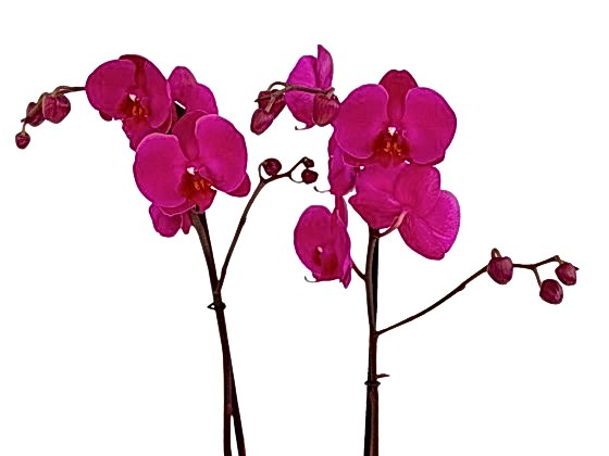 Special Çift Dal Mor Orkide