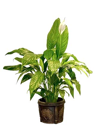 Barış Çiçeği (Spatifilyum)