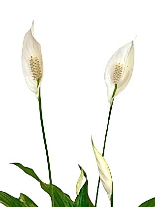 Rainbow Saksıda Spatifilyum (Barış Çiçeği)