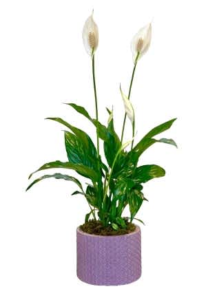 Rainbow Saksıda Spatifilyum - (Barış Çiçeği) 