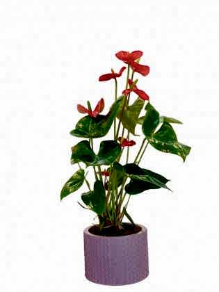 Rainbow Saksıda Antoryum Çiçeği