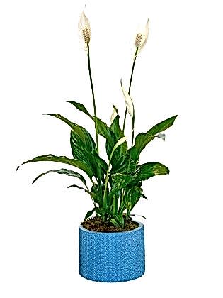 Rainbow Saksıda Spatifilyum (Barış Çiçeği)