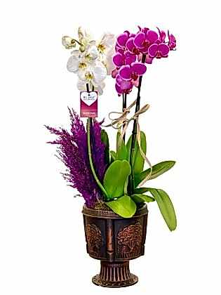 Neila - 4'lü Orkide Aranjman