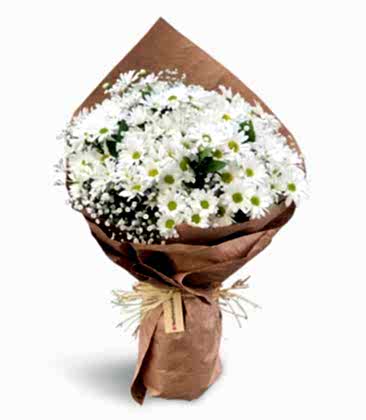 Kucak Dolusu Papatya 