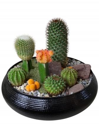 Cactus Harmony Masaüstü Hediyesi