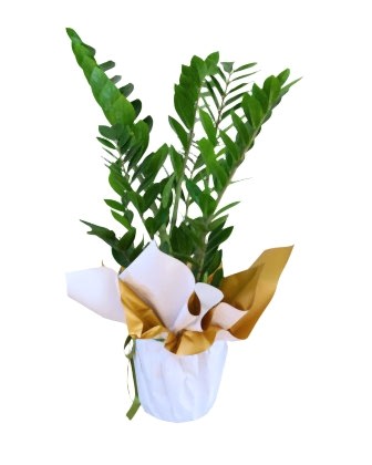 Pure Serenity Zambia – ZZ Plant