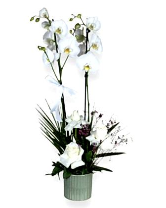 Moonlit Orchid – Double Phalaenopsis with Roses