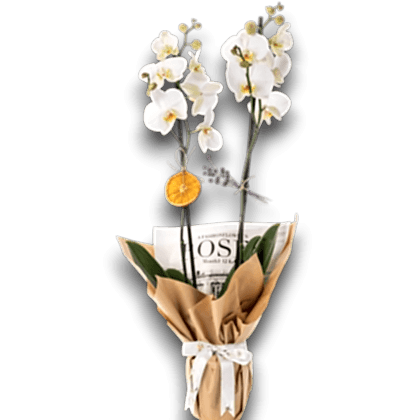 Çift dal beyaz Orkide 